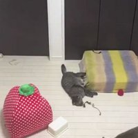 室内で過ごしている猫たち