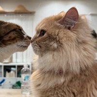 驚いて固まる猫