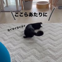 カメラにお尻を向けて寝そべる猫