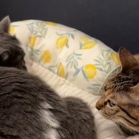 ベッドで寝る2匹の猫