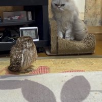 見つめ合う猫とフクロウ