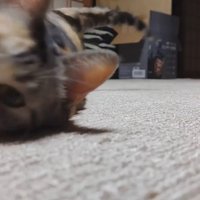 カーペットを這うハチワレ猫