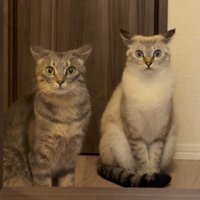 耳を倒して飼い主を見つめる2頭の猫