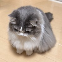 座る猫