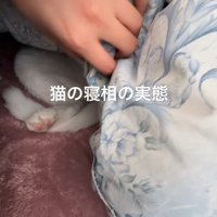 布団をめくる飼い主