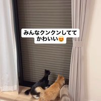 シャッターを見る猫たち