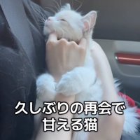 飼い主に抱っこされて目をつむる子猫