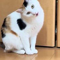 見つめる猫