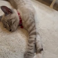 床の上で眠る猫