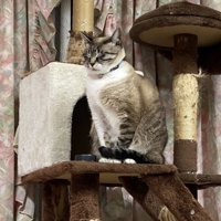 キャットタワーで座る子猫