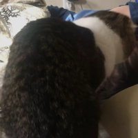 顔の近くに移動する猫