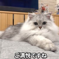 手を伸ばす猫