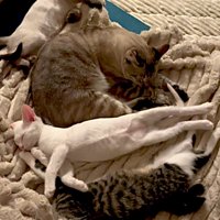 先住猫の周りでのびのびと寝ている3匹の子猫