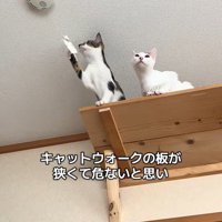 火災報知器に手を伸ばす猫