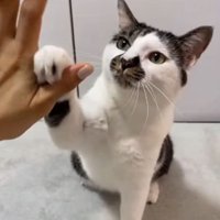 右前足で人の手にタッチする猫