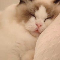 舌を出して眠る猫
