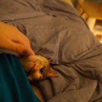 あごを撫でられる猫2