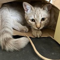 紙袋にいる猫