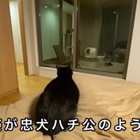 忠犬ハチ公のよう