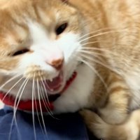 あくびする猫