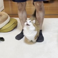 見上げて鳴く姿