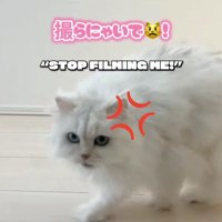 カメラに向かって鳴き声をあげる猫