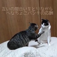 白黒猫へ前足を伸ばすキジ猫