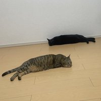 床でリラックスする2匹の猫