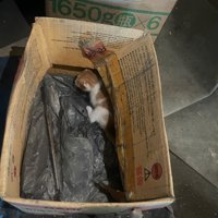 段ボールに入った子猫