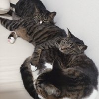 3匹の猫が前の猫の尻に顔をつけて縦長に連結している様子