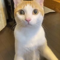 テーブルに前足をかけて、飼い主を見つめる猫