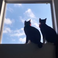 窓の外を眺めている2匹のハチワレ猫