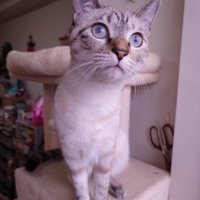 キャットタワーに座る猫