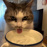 舌を出して水を飲む