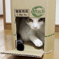 段ボール箱にピッタリおさまり穴からこちらを見る猫