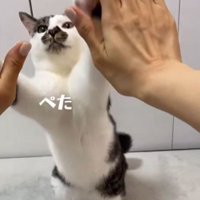 両前足を上げて人の両手に触れる猫