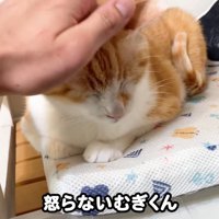 テロップ「怒らないむぎくん」