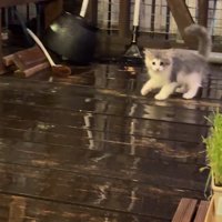 濡れたウッドデッキを歩く子猫