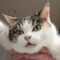 怒った三毛猫の顔のアップ