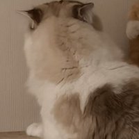 先輩猫の後ろ姿