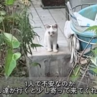空き家の前に座る白い子猫