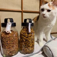 室内にいる猫