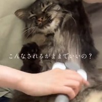 ぬいぐるみのような猫