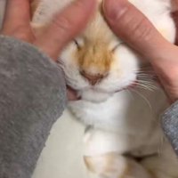 撫でられて目をつぶる猫1