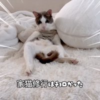 仰向けになる猫