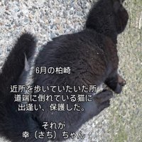 倒れている猫