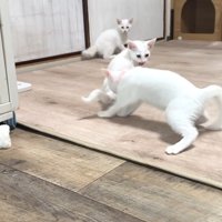 3匹で遊ぶ猫