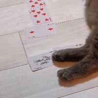 猫とトランプ