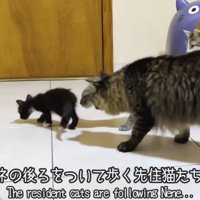 子猫のあとをついて歩く猫達
