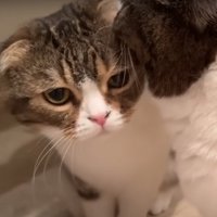 2匹の猫